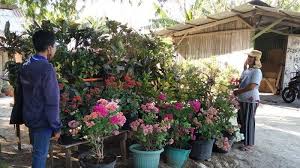 Jual bibit bunga & benih bunga online aneka produk bibit bunga dalam bentuk biji bunga, biasanya disebut benih bunga. Bisnis Tanaman Hias Jutaan Rupiah Mengalir Setiap Bulan Pos Kupang