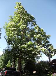Image result for Catalpa