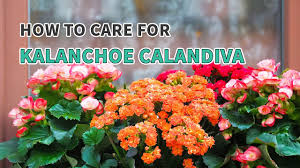 Image result for Kalanchoe calandiva