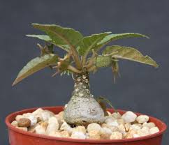 Image result for Dorstenia schliebenii