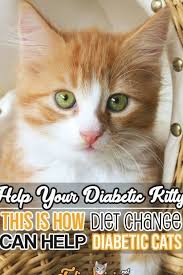 Pin On Cat Health
