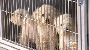 Learn more about san bernardino city animal control in san bernardino, ca, and search the available pets they have up for adoption on petfinder. Dogs Rescued From Lucerne Valley Readied For Adoption Cbs Los Angeles