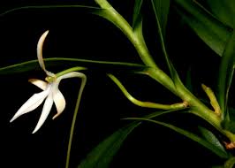 Image result for Jumellea