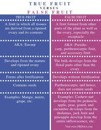 What Is The Difference Between True Fruit And False Fruit Pediaa Com