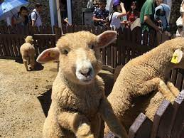 台灣taiwan 清境農場cingjing farm animals taiwan lamb