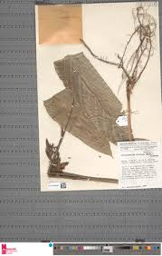 Image result for Sarcophrynium