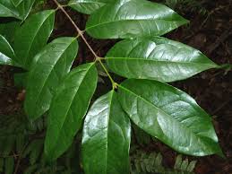 Image result for Cassipourea