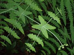 Image result for Histiopteris