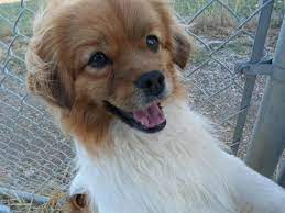Adopt Morty On Petfinder Pomeranian Mix Humane Society Meadow Lake