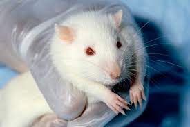 Animal Testing On Rodents Wikipedia