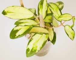 Image result for Polystachya pamelae