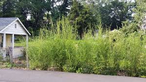 People are usually looking to create a privacy screen because they want to however, note that in our experience people tend to be happier with hedges a little taller than they. Bamboo Privacy Hedge Princeton Nj Nj Bamboo Landscaping