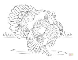 The turkey coloring pages presented here portray these birds in both cartoonish and realistic ways, offering plenty of opportunities to sharpen their coloring skills. Print These Free Turkey Coloring Pages For The Kids