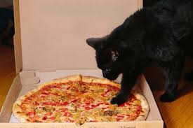 A cat can indeed eat pizza, but pizza as a whole is not a healthy food, much less so for a cat. Shocking Reasons You Shouldn T Let Your Cat Eat Pizza Traveling With Your Cat