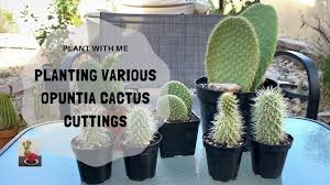 We did not find results for: Tips On Potting A Cactus Planting Various Opuntia Cuttings Youtube