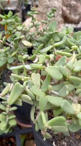 Image result for Xerophyta trichophylla