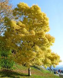 We did not find results for: Ash Tree Planting Pruning And Advice On Caring For It