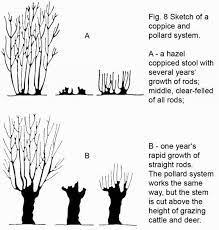 Pin On Things To Grow