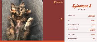 Use the search tool below to find your purrfect match. Austin Pets Alive Cats For Adoption