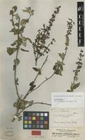 Image result for Ocimum lamiifolium