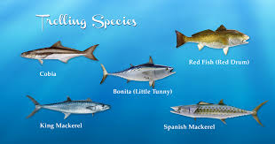 Types Of Fish Gulf Coast A Selection Of Pins About Animals