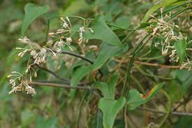 Image result for Smilax