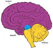 Brain Basics: Know Your Brain | National Institute of ...