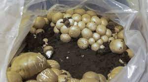 How to grow portobello mushrooms youtube. Portabella Mushroom Growing Time Lapse Youtube