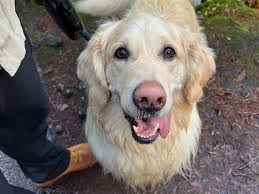 Fundraiser for Tyler Lott by daniel johnston : Help Winston walk again!