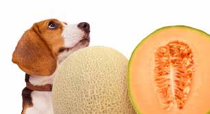 Maybe you would like to learn more about one of these? Can Dogs Eat Cantaloupe And Melons A Guide To Cantaloupe For Dogs