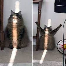 Pin On Chonky Animals