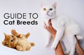 See more of iska the mixed breed cat on facebook. Guide To Cat Breeds A Guide To Cat Breeds Marshalls Pet Zone