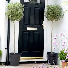 Olive trees must experience vernalization to produce fruit; Olive Tree Olive Trees Uk Dobies Dobies