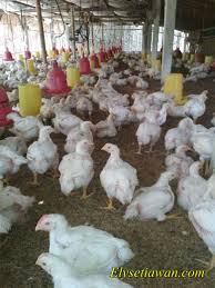 Check spelling or type a new query. Perbeda Ayam Kampung Ayam Joper Dan Ayam Ras Elinotes Review