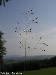 Image result for Avenella