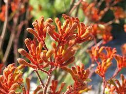 Orange Kangaroo Paw As Texture In The Boutonnieres And To Pick Up On The Coffee Break Tones Kangaroo Paw Flower Download Flowers
