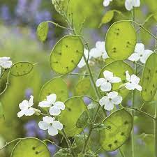 Lunaria Annua Var Albiflora White Annual Honesty Planting Flowers Seed Pods Flower Seeds