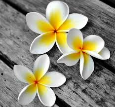 Bunga kamboja merupakan genus yang berisi 7 hingga 8 spesies yang tumbuh di amerika tropis dan subtropis. Gambar Bunga Kamboja Di Atas Kayu Gambar Bunga Bunga Gambar