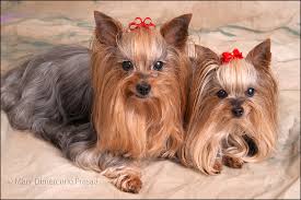 Image result for yorkshire haircut