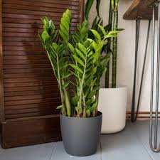 Peperomia (radiator plant) is one of the two large genera of the family piperaceae. Best House Plants Our Top Picks For Low Light Clean Air Bathrooms And Easy Care