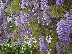 Maybe you would like to learn more about one of these? Blaregn Wikipedia