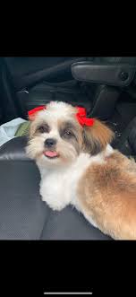 Lost dog found near Tekoppel school in Evansville