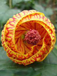 Flowering house plants descriptions and care advice. Flowering Maple Abutilon Tiger Eye In The Abutilons Database Garden Org