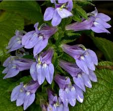 Image result for Lobelia thermalis
