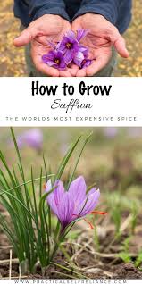 How To Grow Saffron Even In Cold Climates Growing Saffron Saffron Plant Saffron Flower
