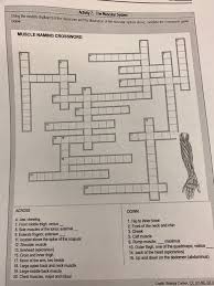 Try and work out where these. Solved Activity 2 The Muscular System Using The Models D Chegg Com