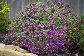 Image result for Polygala ohlendorfiana
