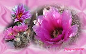 Cactus flower online free where to watch cactus flower cactus flower movie free online Cactus And Lavender Desktop Wallpapers Wallpaper Cave