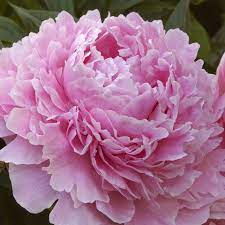 We did not find results for: 15 Most Fragrant Outdoor Flowers Best Smelling Plants For Garden