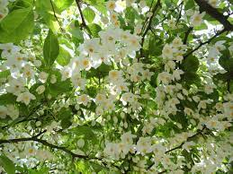 We did not find results for: Small Tree Idea Styrax Japonica Japanese Snowbell Blooms Profuse Small White Flowers That Dan Small Trees For Garden Ornamental Trees Shrubs For Landscaping